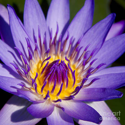 Lilies Photos - Journey Into The Heart Of Love by Sharon Mau