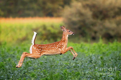 Kitchen Food And Drink Signs - Jumping Fawn by Todd Bielby