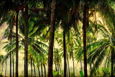 James Bo Insogna Photo Rights Managed Images - Jungle Paradise Royalty-Free Image by James BO Insogna