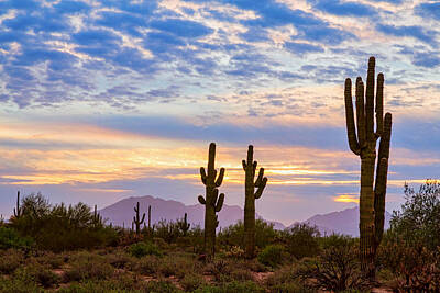 James Bo Insogna Rights Managed Images - Just Another Colorful Sonoran Desert Sunrise Royalty-Free Image by James BO Insogna