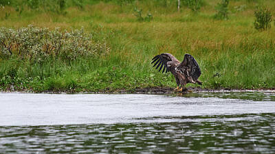Jouko Lehto Photos - Just drops on the water. White-tailed eagle by Jouko Lehto