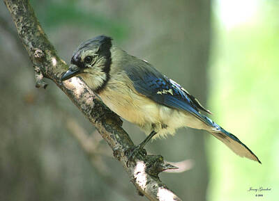 Achieving Royalty Free Images - Juvenile Blue Jay Royalty-Free Image by Jenny Gandert