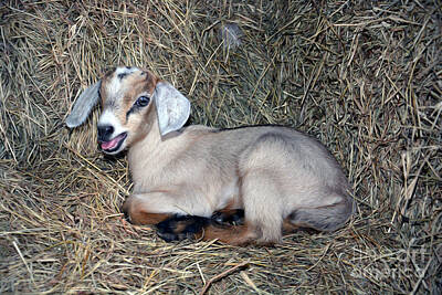 Latidude Image - Juvenile Goat by Savannah Gibbs