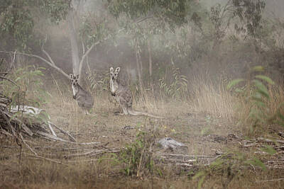 Wine Rights Managed Images - Kangaroos In The Mist Royalty-Free Image by Az Jackson