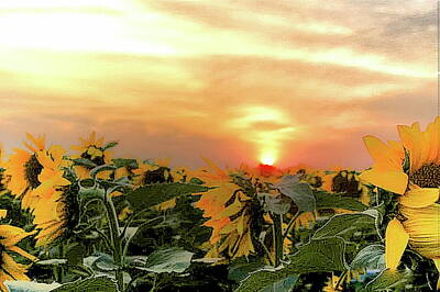 Rustic Cabin - Kansas Golden Sunflower Sunset  by Marty Kugler