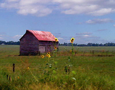 Sunflowers Rights Managed Images - Kansas Landscape Royalty-Free Image by Steve Karol