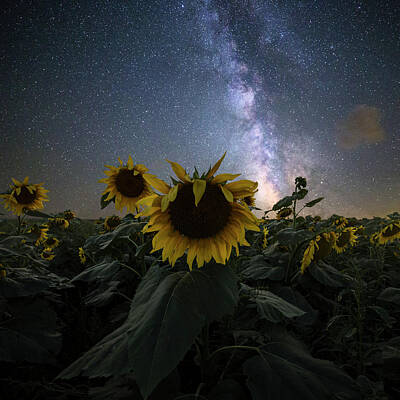 Sunflowers Rights Managed Images - Keep your head up Royalty-Free Image by Aaron J Groen