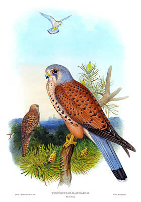 Animals Paintings - Kestrel Hawk Antique Bird Print Joseph Wolf HC Richter Birds of Great Britain by Orchard Arts