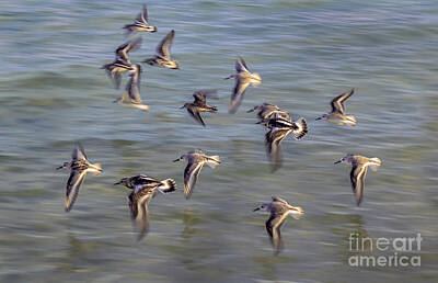 Popsicle Art - Key West Sandpipers by Joseph Yvon Cote