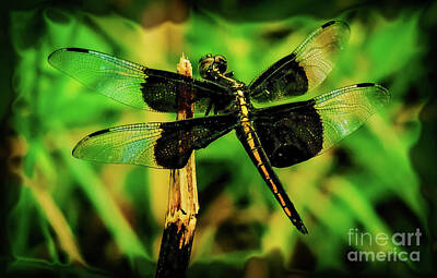 Valentines Day - King Dragonfly by JB Thomas