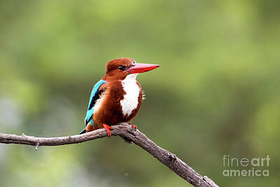 Outdoor Graphic Tees - KIngfisher on a limb by Pravine Chester