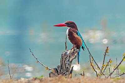 Aromatherapy Oils - Kingfisher on a stump by Pravine Chester