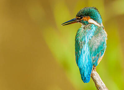 Royalty-Free and Rights-Managed Images - Kingfisher by Paul Neville