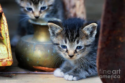 Adventure Photography - Kittens by Jill Lang