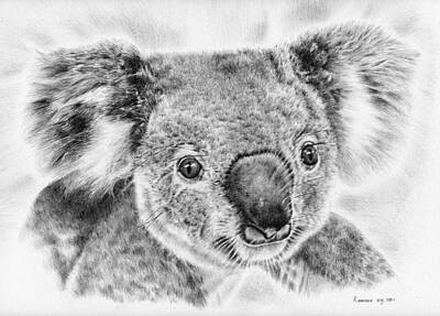 Animals Drawings - Koala Newport Bridge Gloria by Casey 