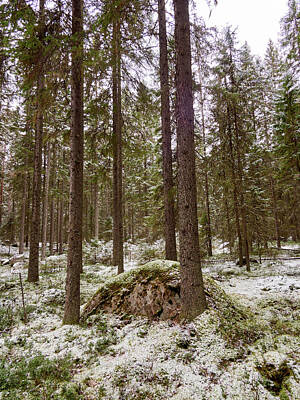 Jouko Lehto Royalty Free Images - Kovero forests Royalty-Free Image by Jouko Lehto