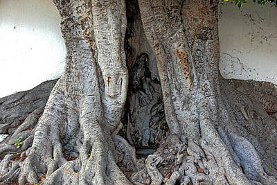 Juan Bosco Forest Animals - La Palma, Canary Island, tree trunk by Heinz Tschanz-Hofmann