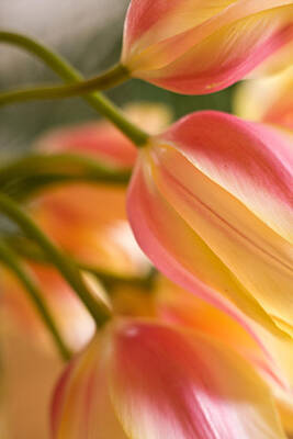 Floral Photos - Labrynth of Spring by Mike Reid