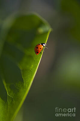 Patriotic Signs - Lady Bug Ready to fly by Jim Corwin