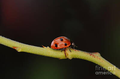 Enso Paintings - Ladybug On A Twig by MSVRVisual Rawshutterbug