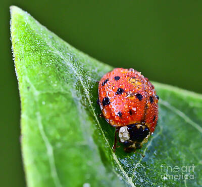 Woodland Animals - Ladybug with Dew Drops by Kerri Farley
