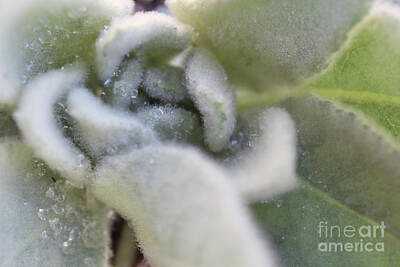 Modern Man Air Travel - Lambs Ear plant, Stachys byzantina, with morning dew drops by Adam Long