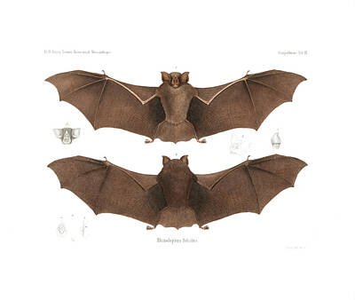 Irish Leprechauns - Landers Horseshoe Bat, Rhinolophus landeri by C H Haas