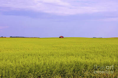 Grimm Fairy Tales - Landscape of a yellow-green rapeseed field with a red barn by Viktor Birkus