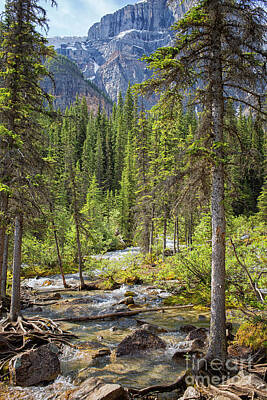 Landscapes Royalty-Free and Rights-Managed Images - Landscape Rocky Mountains by Patricia Hofmeester