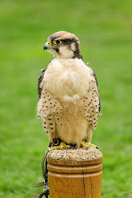Florentius The Gardener - Lanna Falcon  - Falco biarmicus by Rod Johnson