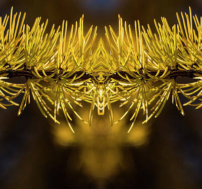 Animals Digital Art - Larch Insecta by Pelo Blanco Photo