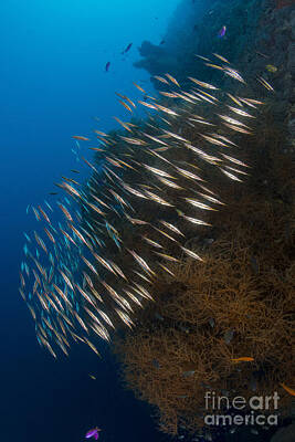 Animals Photos - Large School Of Razorfish Swimming by Mathieu Meur