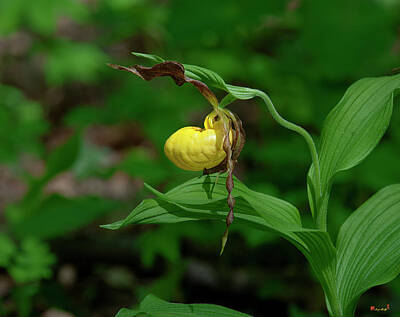 Skiing And Slopes - Large Yellow Lady Slipper Orchid DSPF0248 by Gerry Gantt