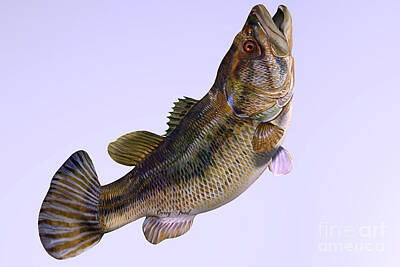 Ingredients Rights Managed Images - Largemouth Bass Side Profile Royalty-Free Image by Corey Ford