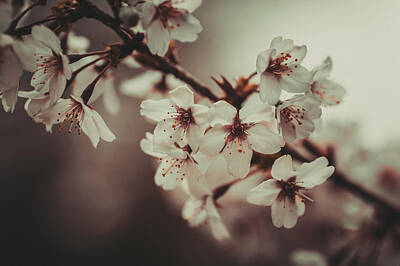 Cultural Textures - Last Spring by Jenny Rainbow