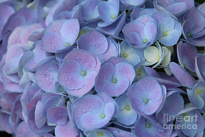 Snowflakes - Lavender Blue Hydrangea by Carol Groenen