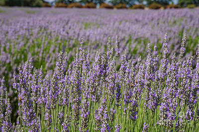 Uncle Sam Posters - Lavender Festival at 123 Farm by Chon Kit Leong