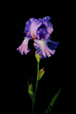 Temples - Lavender Iris in Darkness 6724 H_2 by Steven Ward