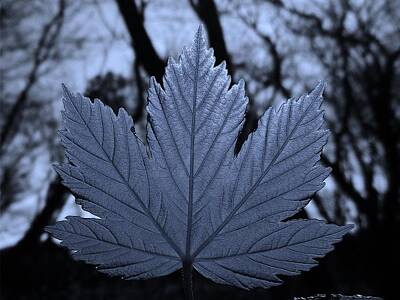 Winter Wonderland - Leaf Cyan by Richard Brookes