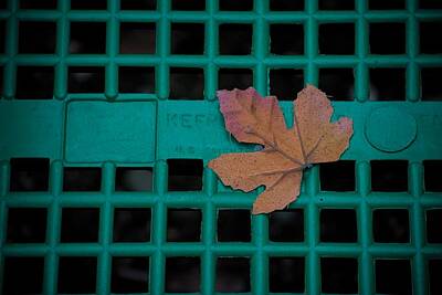 Book Quotes - Leaf in a basket by John Rossman