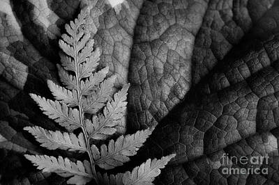 Fruit Photography - Leaf on Leaf BW by Mike Nellums