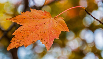 Negative Space Rights Managed Images - Leaf On Tree Royalty-Free Image by Lonnie Paulson