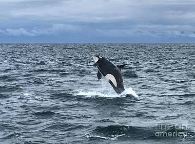 Circle Abstracts - Leaping Orca by Barbara Von Pagel