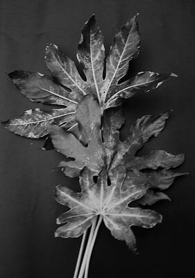 Fine Dining - Leaves Black and White by Jeff Townsend