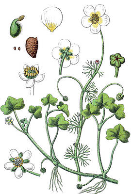 Disney - left Ivy-leaved Crowfoot, Ranunculus hederaceus - right Fan-le by Bildagentur-online