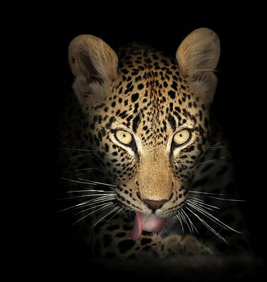 Best Sellers - Mammals Royalty-Free and Rights-Managed Images - Leopard In The Dark by Johan Swanepoel