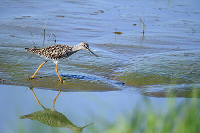 Silvia Ganora Textures - Lessor yellowlegs reflections by Geraldine Scull