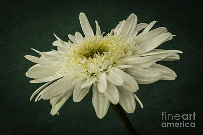 Snowflakes - Leucanthemum Highland White Dream by Steve Purnell