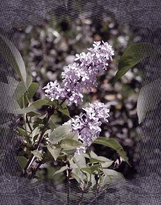 Laura Iverson Photos - Lilacs in Lace by Laura Iverson