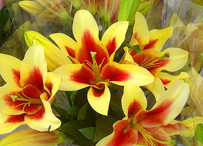 Lilies Rights Managed Images - Lilies Royalty-Free Image by Amy Vangsgard